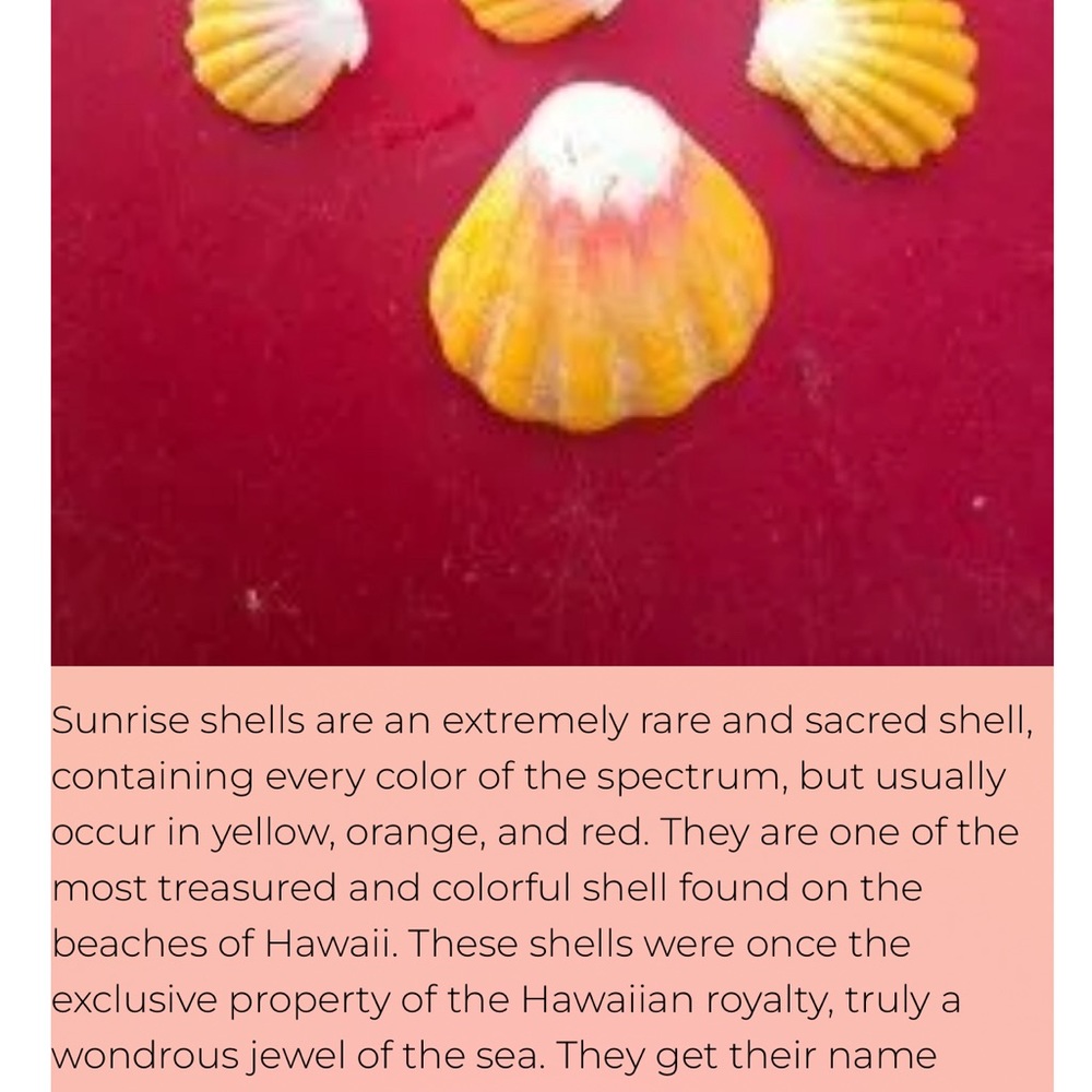 Hawaiian sunrise shell